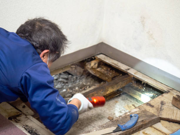 Best Mold Cleaning Services  in Bay Minette, AL