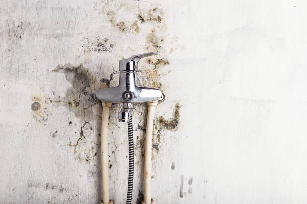 Best Mold Damage Repair  in Bay Minette, AL