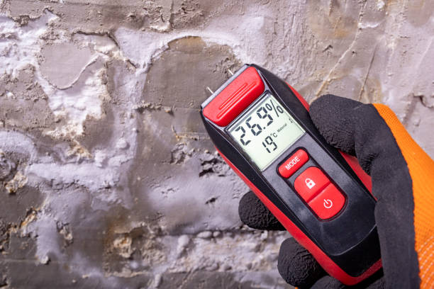 Best Fast Mold Removal  in Bay Minette, AL