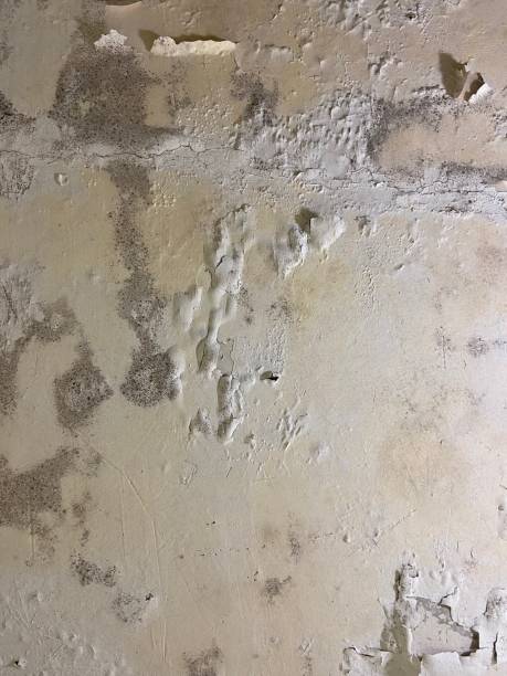 Best Office Mold Removal Services  in Bay Minette, AL