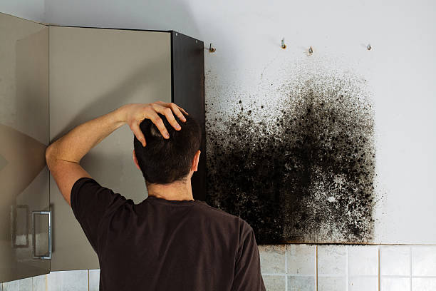 Best Crawl Space Mold Removal  in Bay Minette, AL