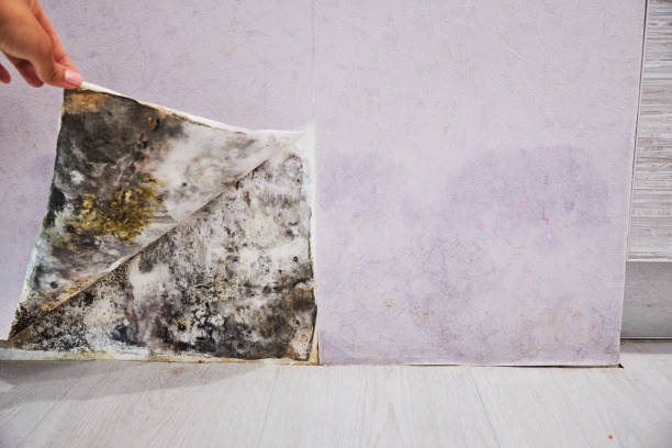 Office Mold Removal Services in Bay Minette, AL